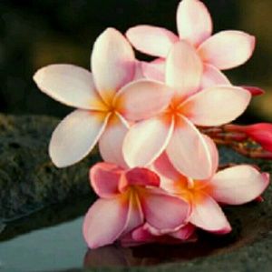 Meet your Posher, Raquel